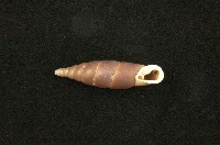 臺灣仿煙管蝸牛藏品圖，第2張
